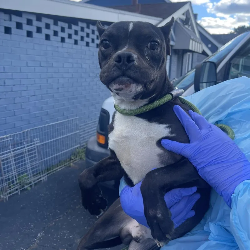 Folklore thumbnail 4