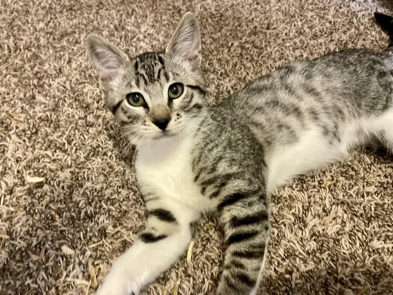 A baby medium-sized male Domestic Short Hair cat named CokaCola for adoption in Rochester, WA