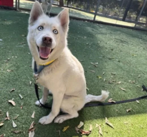 An adult large-sized female Husky dog named Suzanna for adoption in Van Nuys, CA