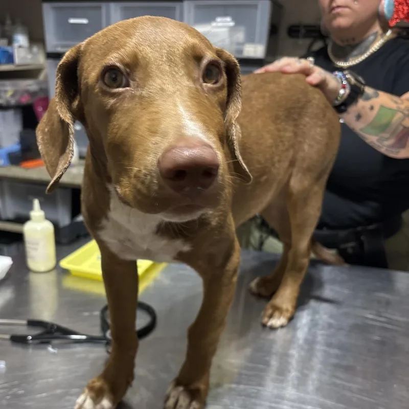 A baby small-sized male Brown / Chocolate Mixed Breed dog named Scout for adoption in Milton, FL