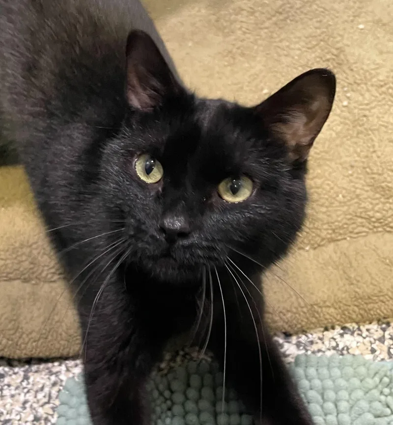 An adult large-sized male Black American Shorthair cat named Waddles for adoption in Jackson, MI