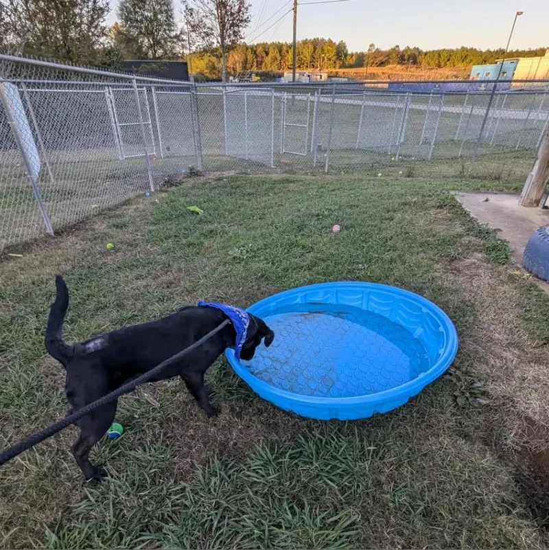 An adult medium-sized male Black Mixed Breed dog named Fright for adoption in Columbiana, AL
