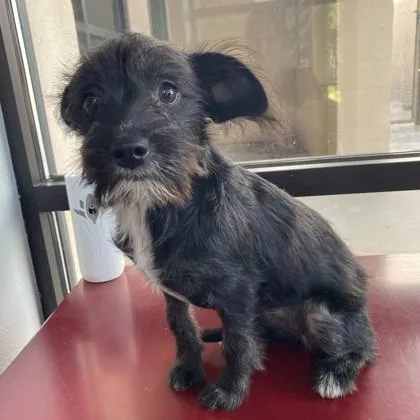 A baby small-sized female Miniature Dachshund dog named Lydia for adoption in Red Bluff, CA