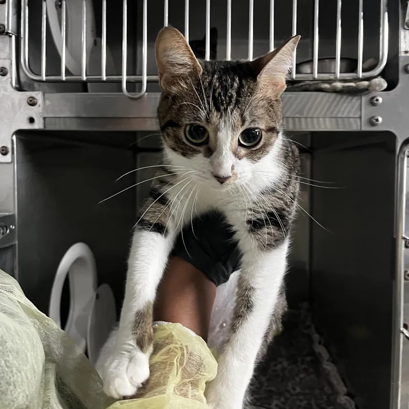 A young medium-sized female Brown / Chocolate Domestic Short Hair cat named Smitten for adoption in Lakeland, FL