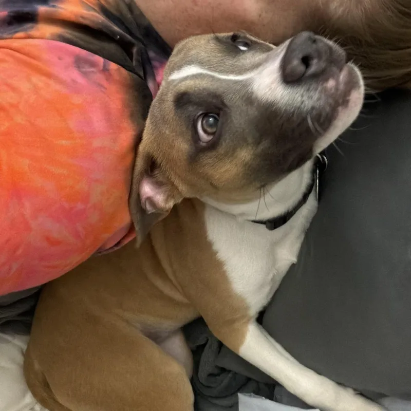 Midnitestarr thumbnail 2