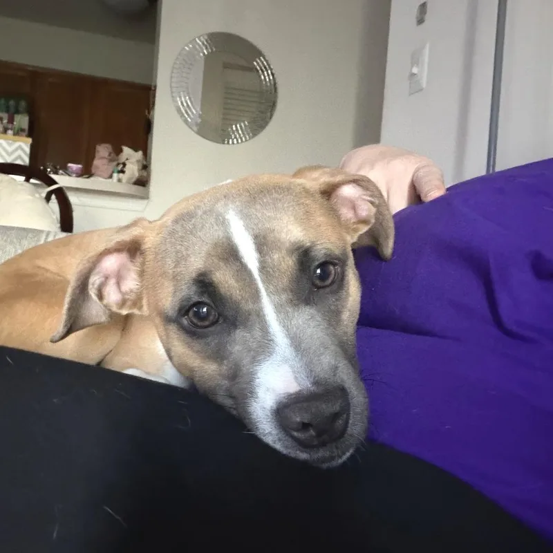 Midnitestarr thumbnail 3