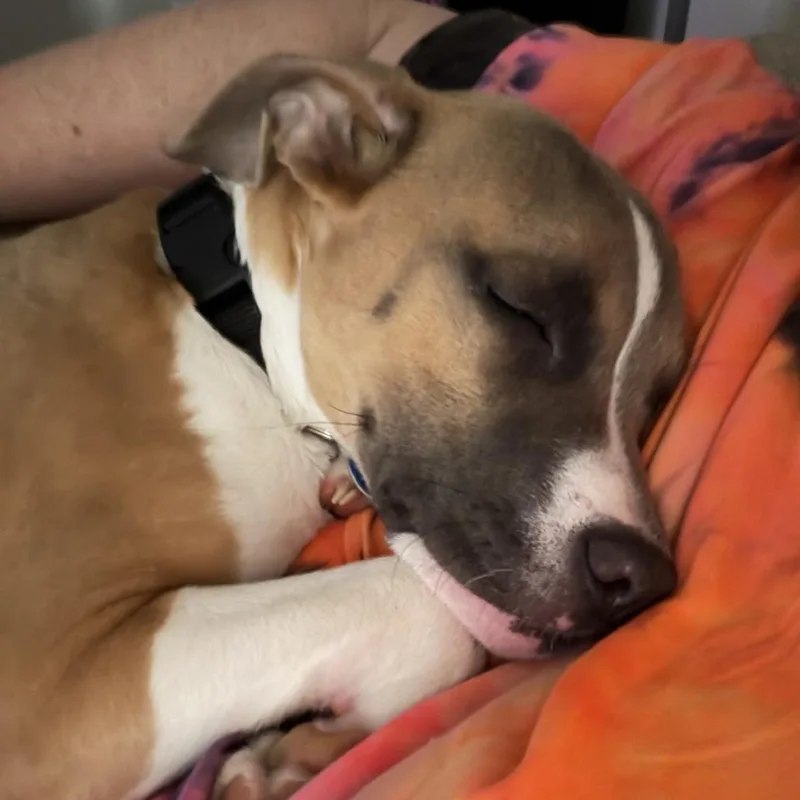 Midnitestarr thumbnail 4