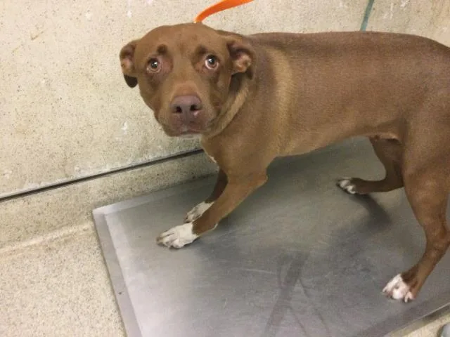 An adult medium-sized female Pit Bull Terrier dog named Sweetie for adoption in Riverside, CA
