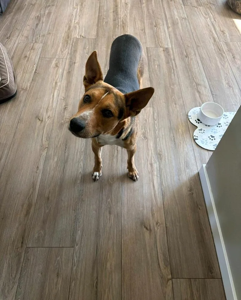 Buster V thumbnail 3