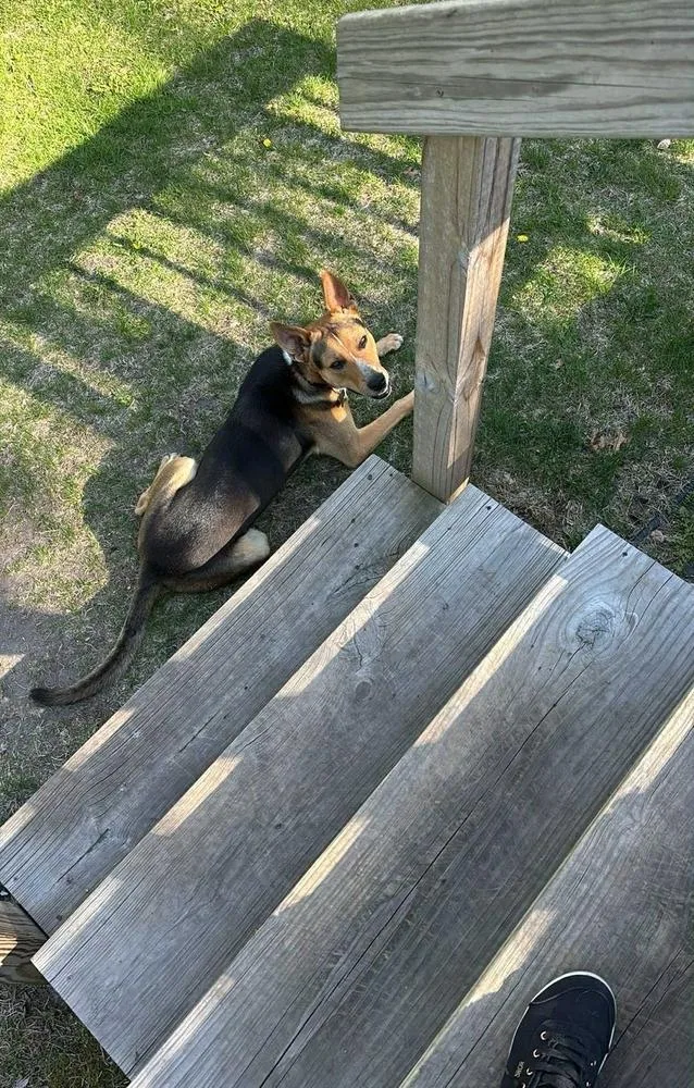 Buster V thumbnail 4