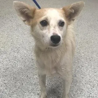 An adult small-sized female White / Cream Rat Terrier dog named Tilly for adoption in Dover, NH