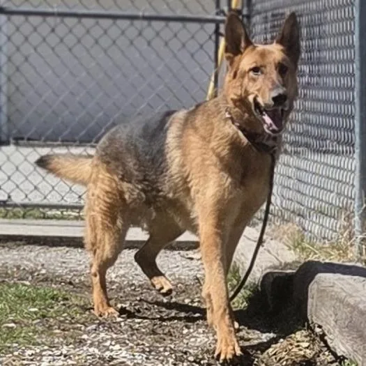 An adult large-sized male Red / Chestnut / Orange German Shepherd Dog dog named Max for adoption in Pittsford, VT