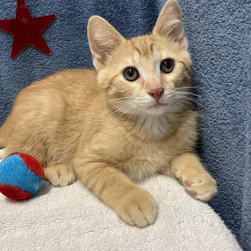 Garfield