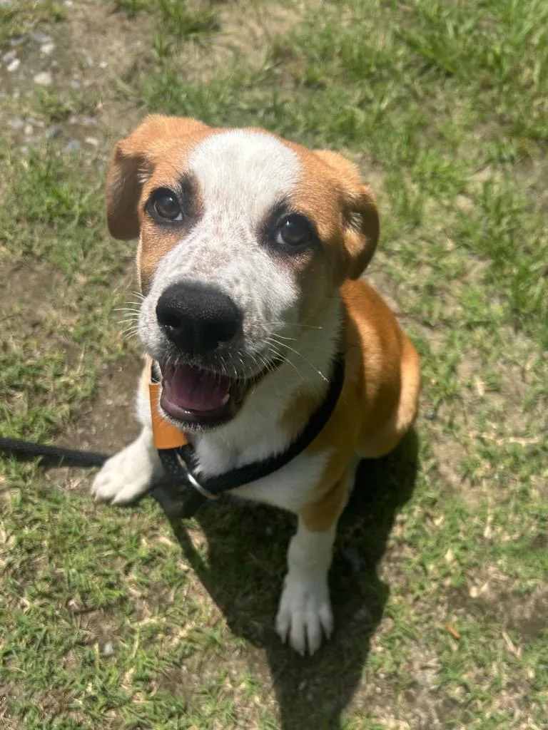 A baby medium-sized female Terrier dog named Chilly for adoption in Benton, AR