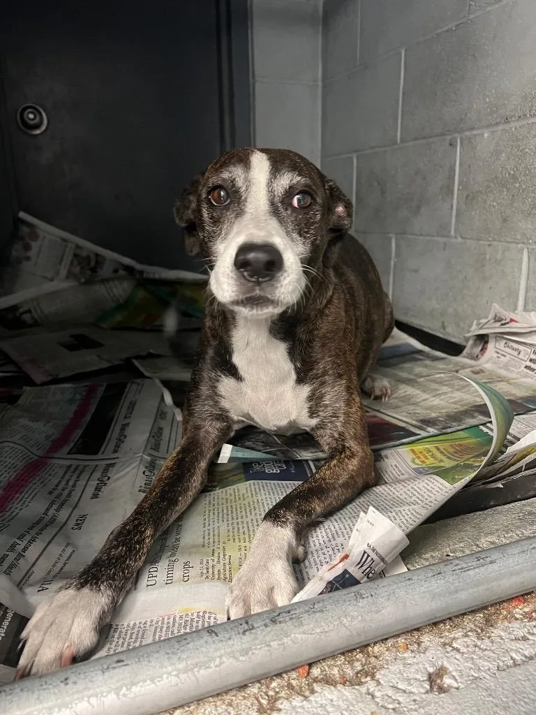 An adult medium-sized female Whippet dog named Bailey for adoption in Greenwood, MS