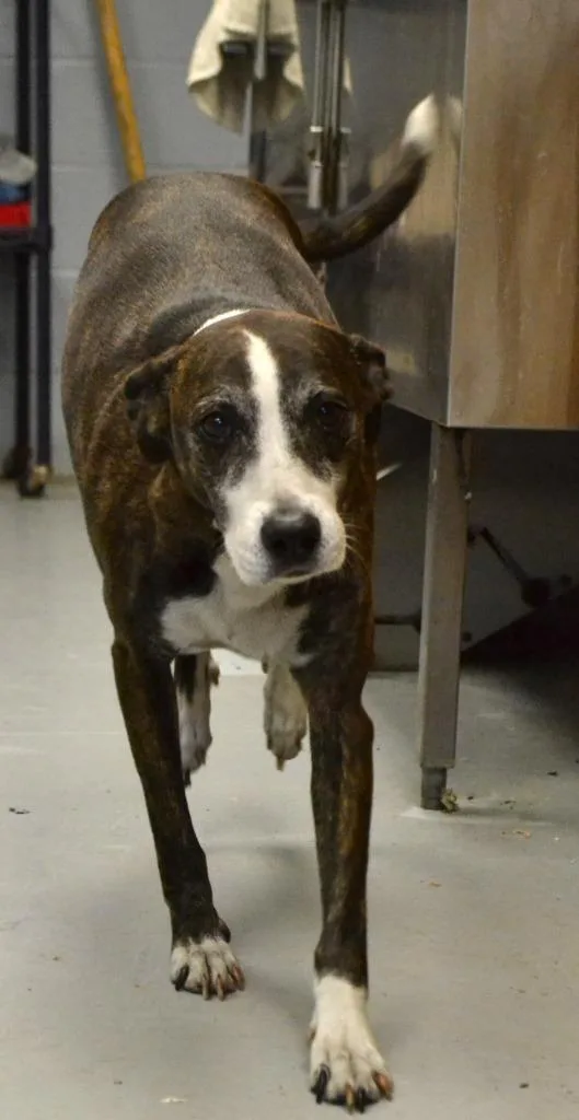Bailey thumbnail 2