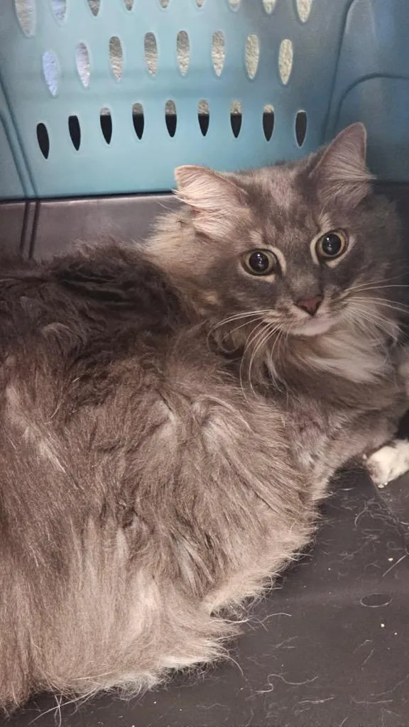 An adult small-sized female Domestic Long Hair cat named Lady Godiva for adoption in Crossville, TN