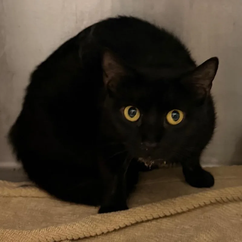 A young medium-sized female Black Domestic Short Hair cat named Jessie for adoption in Evensville, TN