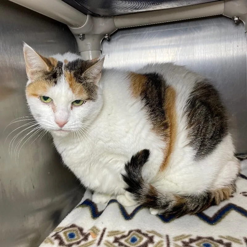 A senior medium-sized female Domestic Medium Hair cat named Patches for adoption in Roanoke, VA