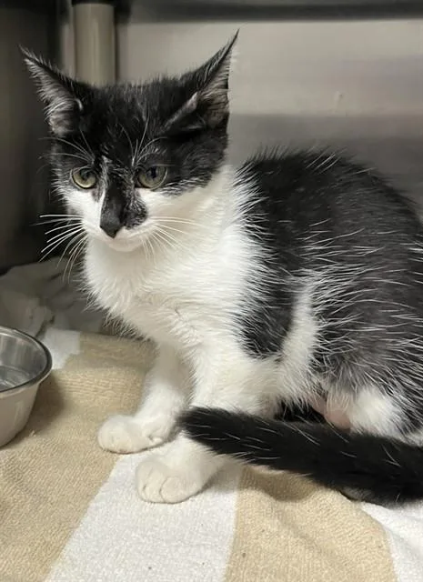 A baby small-sized female Domestic Medium Hair cat named Claire for adoption in Augusta, GA