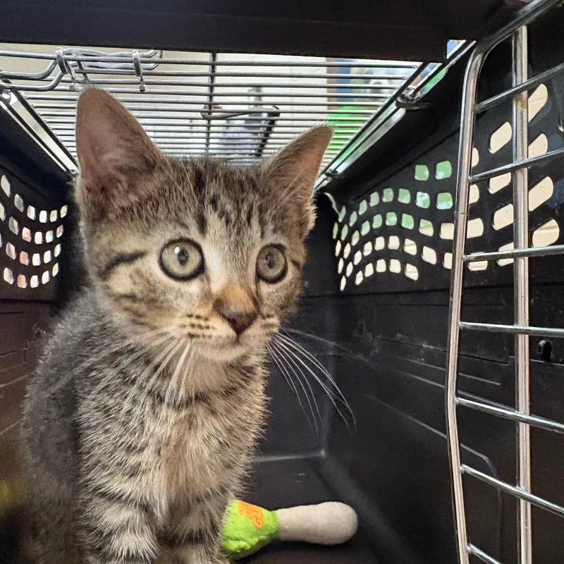 A baby small-sized female Brown / Chocolate Domestic Short Hair cat named Zuri for adoption in Birmingham, AL