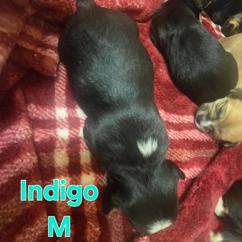 A baby small-sized male Mixed Breed dog named Indigo for adoption in Fulton, TX