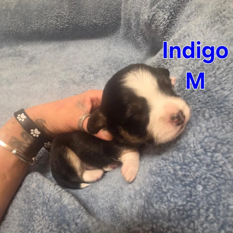Indigo thumbnail 3