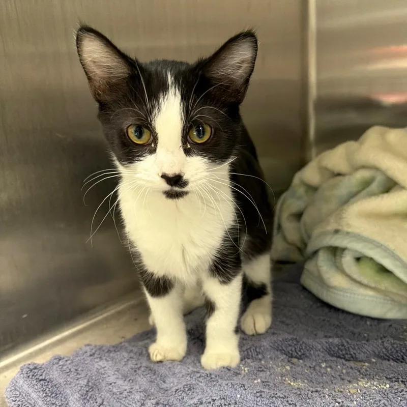 A baby small-sized female Black Domestic Short Hair cat named Harmony for adoption in Naperville, IL