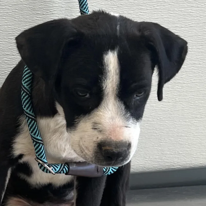A baby medium-sized female Black Mixed Breed dog named Thalia for adoption in Las Cruces, NM