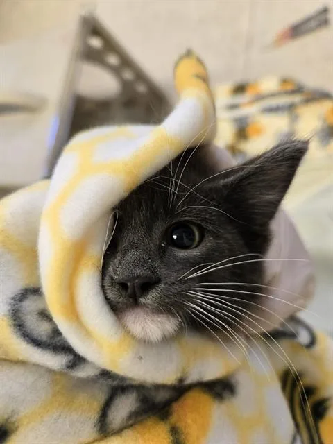 A baby small-sized female Domestic Short Hair cat named Trixie for adoption in Kent, WA