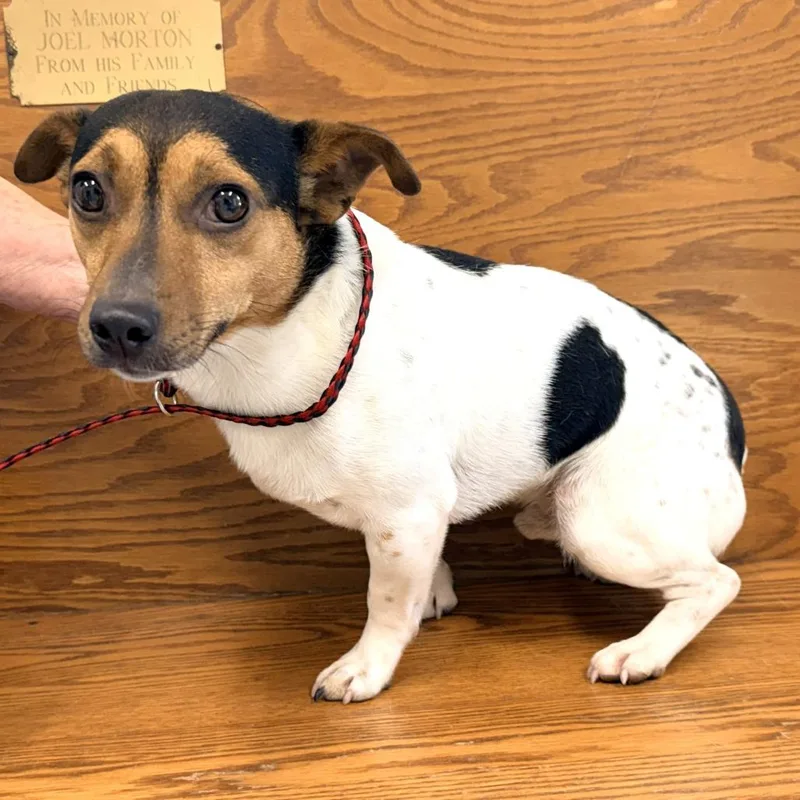 An adult small-sized male White / Cream Jack Russell Terrier dog named Bologna for adoption in Warrensburg, MO