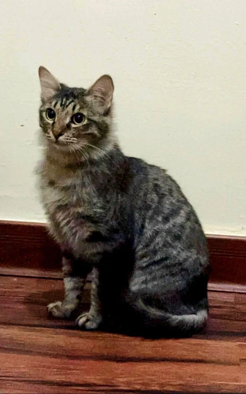 An adult medium-sized female Maine Coon cat named Candy for adoption in Herndon, VA