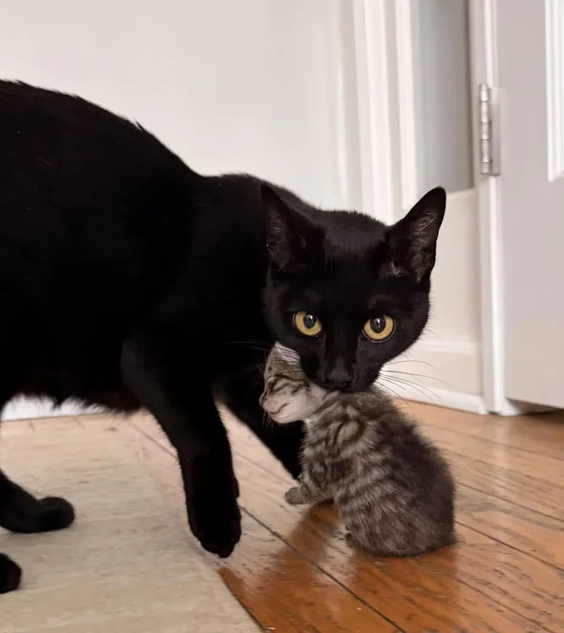 A young medium-sized female Black American Shorthair cat named Mocha Reilly for adoption in Staten Island, NY