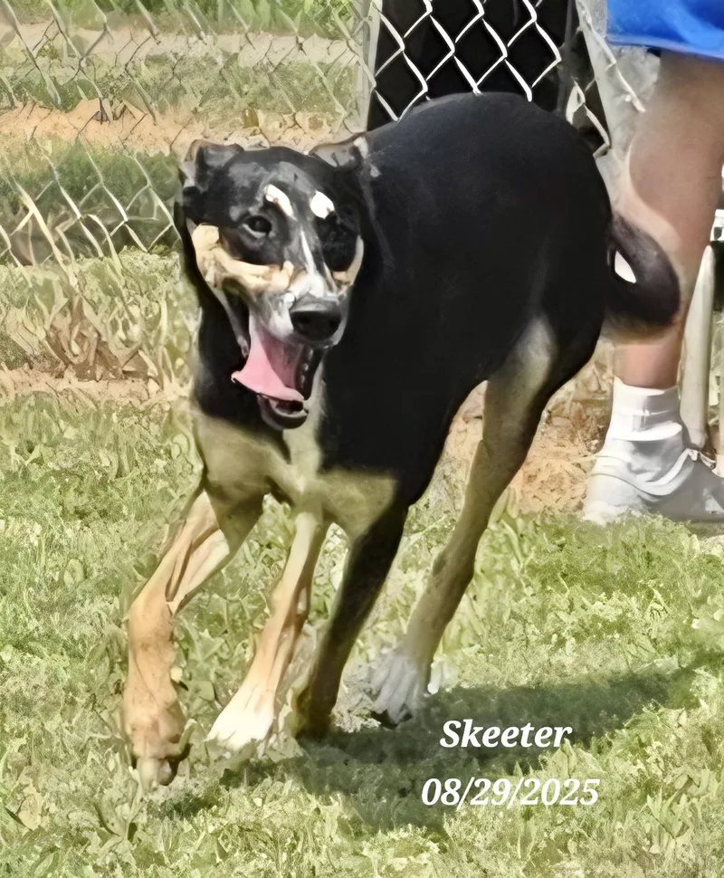 Skeeter