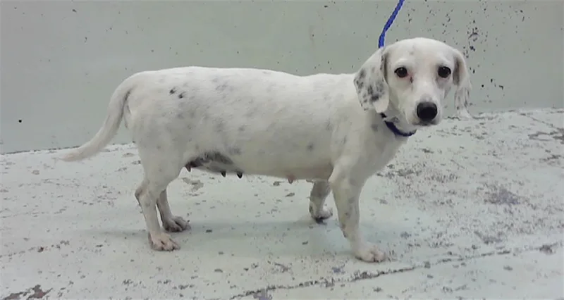A young small-sized female Dachshund dog named A for adoption in Houston, TX