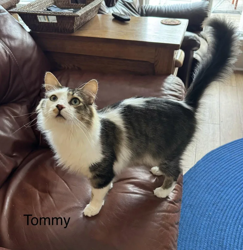 An adult medium-sized male Gray & White Domestic Medium Hair cat named Tommy for adoption in Herndon, VA