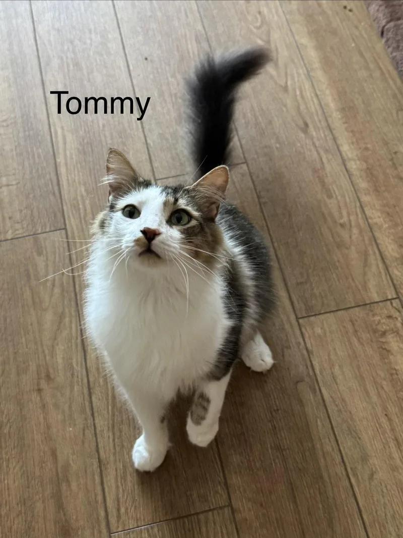 Tommy thumbnail 2