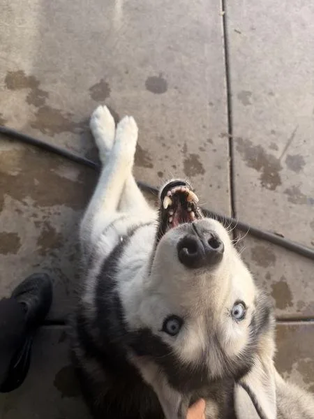 A senior large-sized male Siberian Husky dog named Leo for adoption in El Cajon, CA