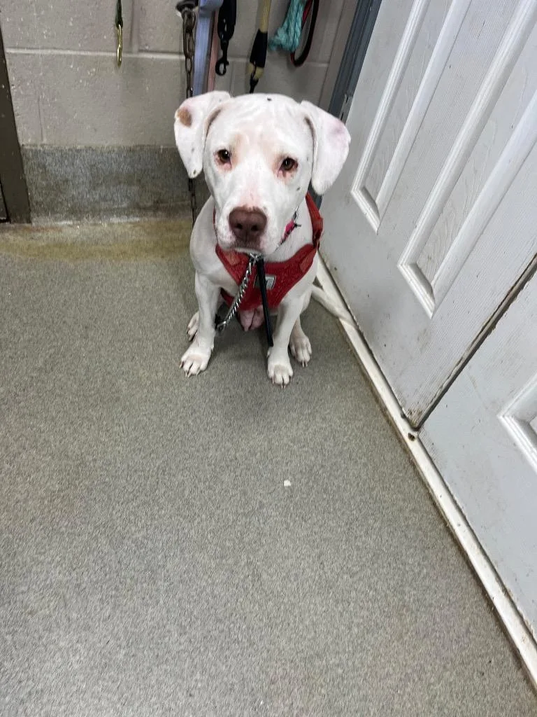 An adult large-sized female Pit Bull Terrier dog named Liv for adoption in Hopkinsville, KY