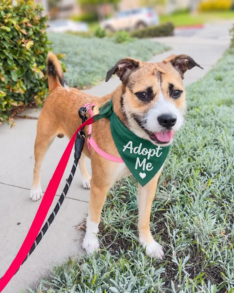 A young medium-sized male Wirehaired Terrier dog named Archer for adoption in Valley Village, CA