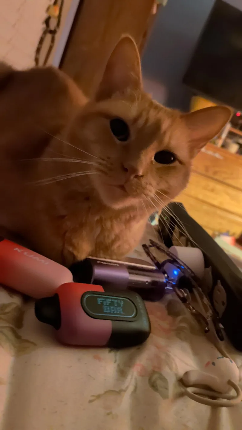 An adult medium-sized female Orange / Red Tabby cat named Peachy for adoption in Keller, TX