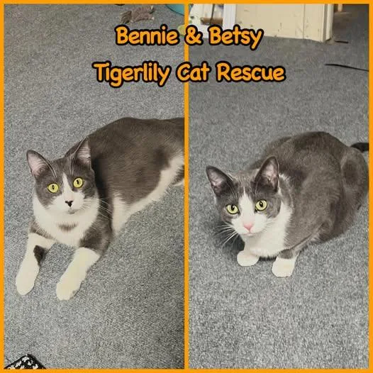 An adult medium-sized male Gray & White Domestic Short Hair cat named Bennie & Betsy for adoption in Sterling Heights, MI