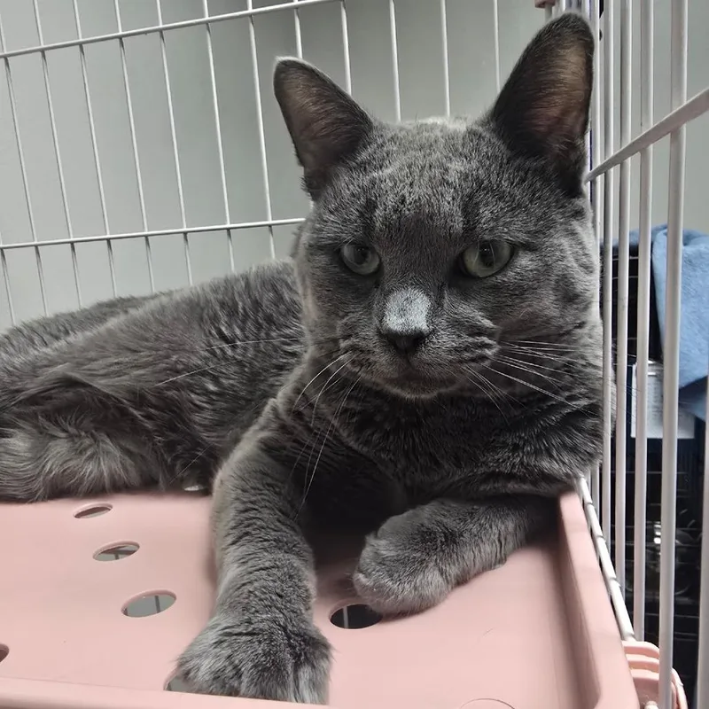 An adult large-sized male Gray / Blue / Silver Domestic Short Hair cat named Hotdish for adoption in Normal, IL