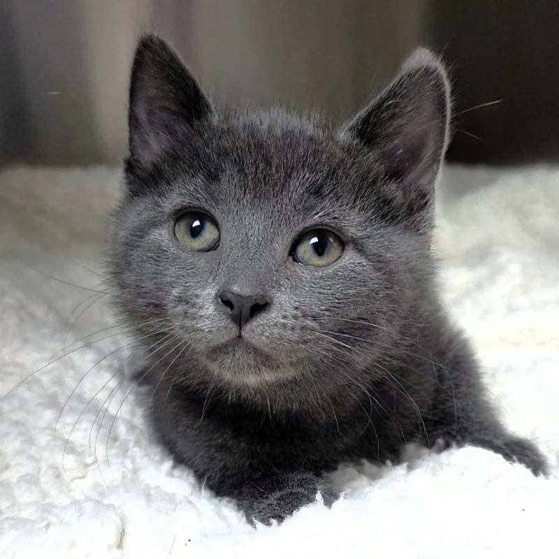 A baby small-sized female Gray / Blue / Silver Domestic Short Hair cat named Maine for adoption in Michigan City, IN