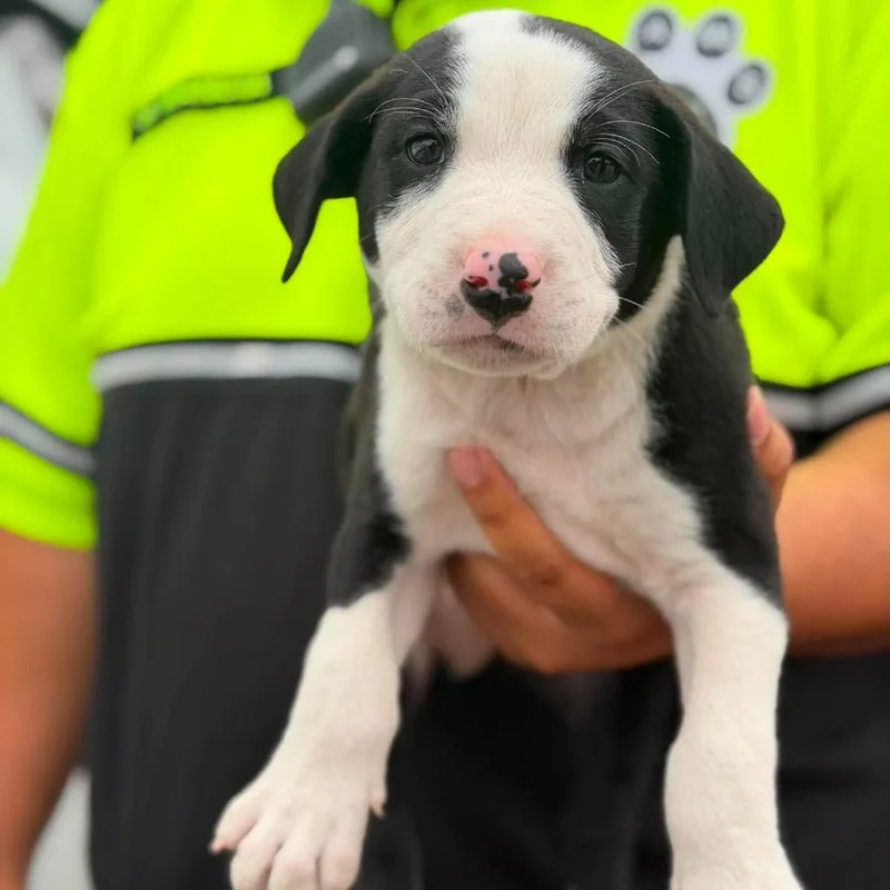 A baby small-sized male Black Mixed Breed dog named Benny for adoption in Buffalo, MN