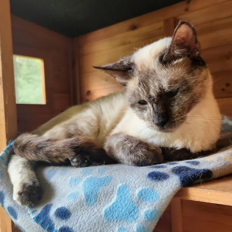A young medium-sized female Cream / Ivory Siamese cat named Milly for adoption in Buffalo, MN