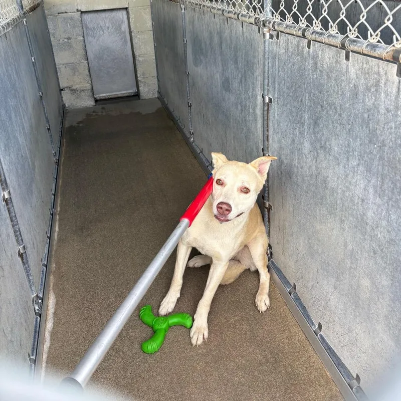 An adult medium-sized female Yellow / Tan / Blond / Fawn Mixed Breed dog named Toast for adoption in Columbiana, AL