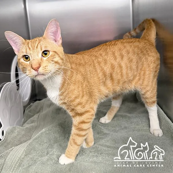 A young small-sized male Domestic Short Hair cat named Joaquin for adoption in Irvine, CA