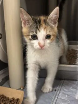 A baby small-sized female Domestic Short Hair cat named Belle for adoption in Honolulu, HI