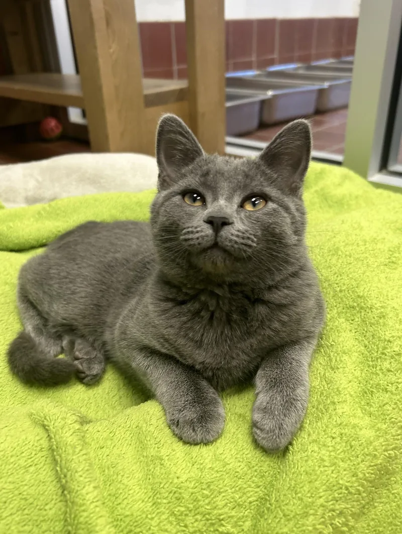 An adult medium-sized female Gray / Blue / Silver Domestic Short Hair cat named Blue Bell for adoption in Battle Creek, MI